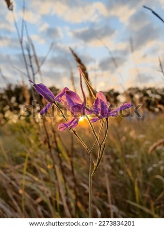 Peaceful sunset in a quiet field with a lone flower.
