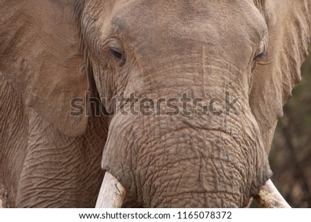 Peaceful Trailing Giant Elephant 