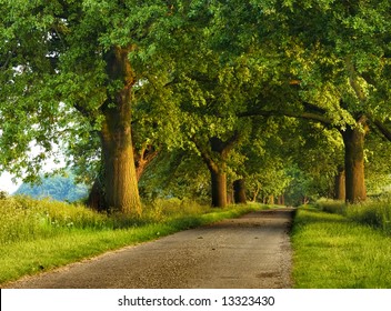 Peaceful Tree Lined Country Road With A Warm Sunset Glow.