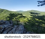 A peaceful view of the mountains on the other side of a river in Hot Springs, NC. There are rocks and evergreen trees in the foreground with a river and mountains behind on a clear blue sky day