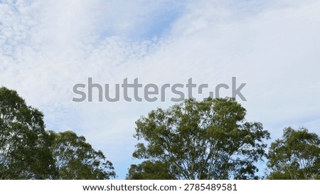 A peaceful view of soft white clouds moving across a bright blue sky above treetops.