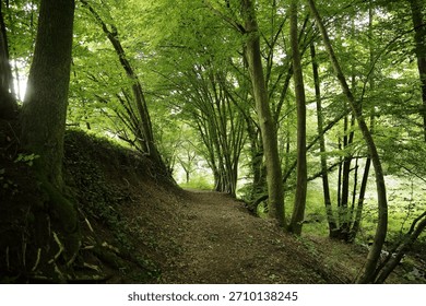Peaceful walking path surrounded by tall green trees in summer forest