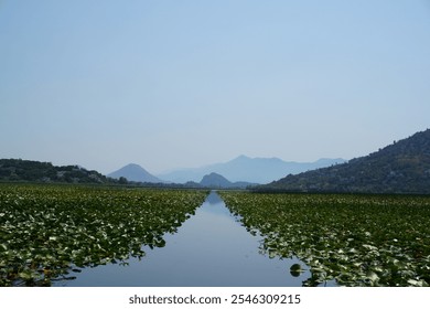 A peaceful water channel lined with green water lilies, surrounded by distant hills and mountains under a clear blue sky - Powered by Shutterstock