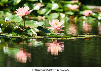 Peaceful water lily on a calm Louisiana bayou