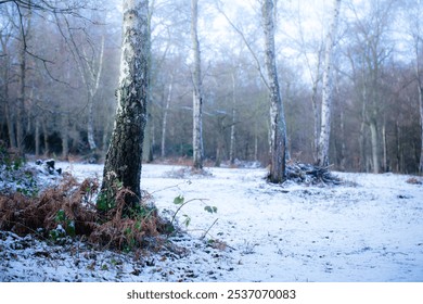 A peaceful winter scene of a woodland with bare silver birch trees and a layer of snow covering the ground. The trees’ textured bark and patches of green ferns add contrast to the cold atmosphere. - Powered by Shutterstock