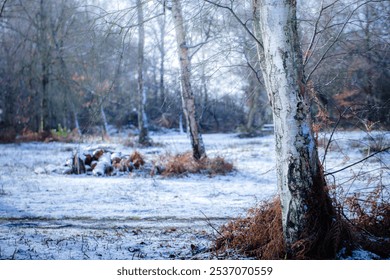 
A peaceful winter scene of a woodland with silver birch trees and a layer of snow covering the ground. The trees’ textured bark and patches of brown ferns add contrast to the cold, serene atmosphere. - Powered by Shutterstock