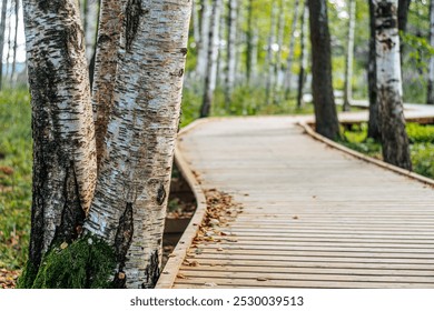 A peaceful wooden boardwalk winds through a dense forest covered in scattered autumn leaves. Surrounded by trees and greenery, this peaceful trail invites exploration and tranquility in nature. - Powered by Shutterstock