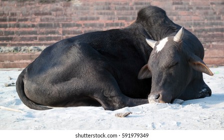 Peacefully sleeping cow on a river bank