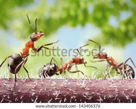 peacemaker, ant tales