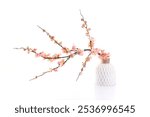 Peach Apricot blossom flower tree vase pot traditional vietnamese Tet New year decoration on a white. Lucky charm decoration of cherry flower branch bonsai for wishing lucky on lunar Chinese new year