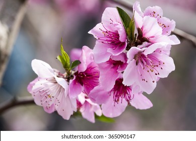 Peach Blossom