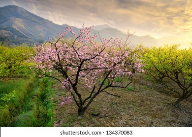 Peach Blossom Bloom In An Orchard