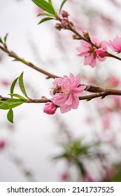 Peach blossom blooms beautifully on an early spring day, this flower is the symbol of Tet in the Northern region of Vietnam
