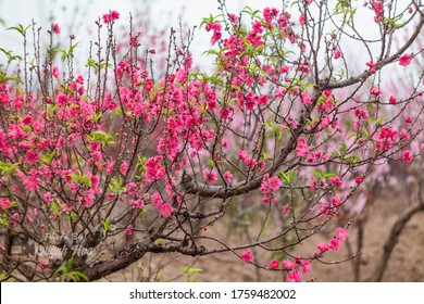 Peach blossom (Hoa Dao Tet vietnam)
Close up Peach Blossoms Pink flowers, natural background
