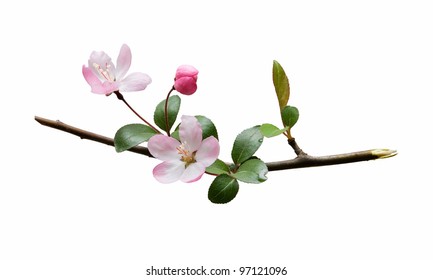 Peach blossom isolated on white background