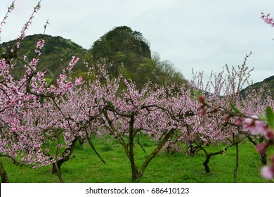 Peach blossom orchard