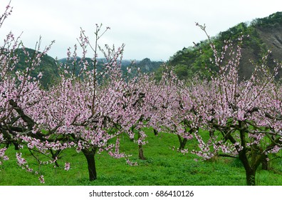 Peach blossom orchard