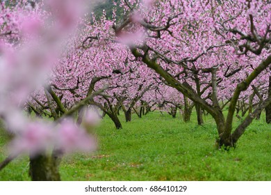 Peach blossom orchard