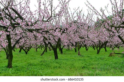 Peach blossom orchard