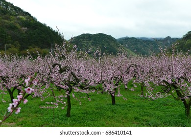 Peach blossom orchard