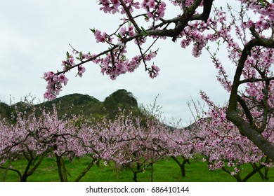 Peach blossom orchard