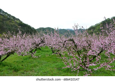 Peach blossom orchard