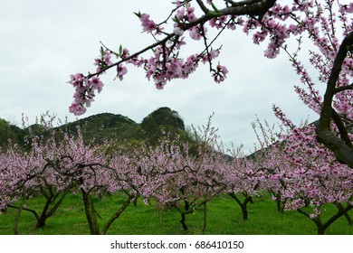 Peach blossom orchard