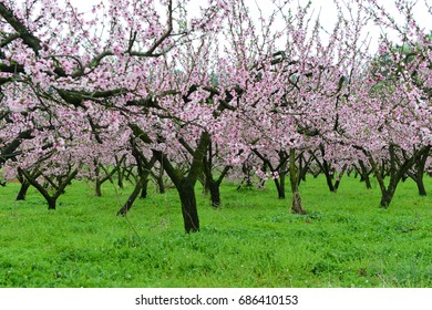 Peach blossom orchard