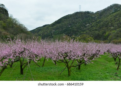Peach blossom orchard