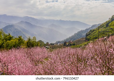 Peach Blossom in Spring at a Small Aboriginal Tribe at Taian, Miaoli, Taiwan