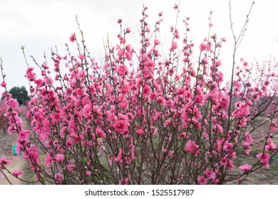 Peach Blossom In Spring, Vietnam