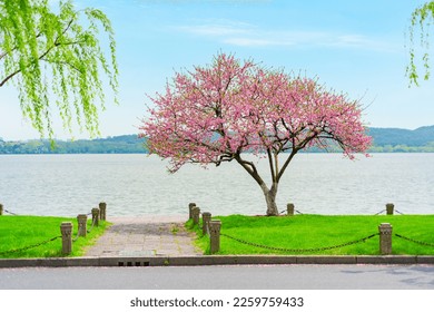 Peach blossom in the spring of West Lake in Hangzhou