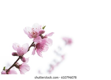 peach blossoms on natural background