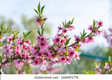 Peach blossoms. Spring. Blooming natural background. Bright warm day in the garden. Branches of flowering tree in the sunlight. Nature rejoices. Beautiful peach blossom. Pink Peach Flowers