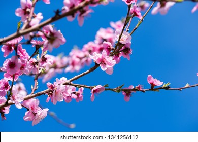 Peach blossoms in spring. Branches with beautiful pink flowers.