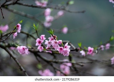 7,265 Peach vietnam Images, Stock Photos & Vectors | Shutterstock