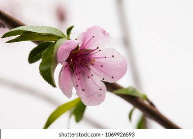 Peach branch with beautiful flower in studio shot
