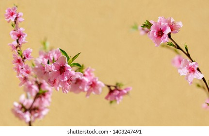 Peach branches in bloom with a yellow background