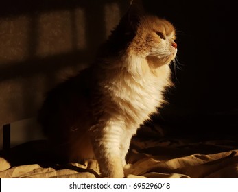 Peach cat in the bedroom in the rays of the setting sun. Classic Persian long-haired cat. Stands on the bed in the bedroom. Artistic elegant art cat.