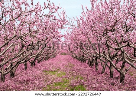 Peach and cherry trees bloom in Niagara on the Lake, Ontario, Canada.