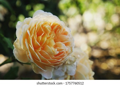 Peach Climbing Rose, Rosa 'crown Princess Margareta Auswinter' In Bloom