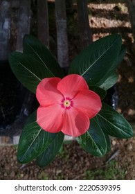 Peach Color Flower With Five Petals And Red In The Middle