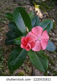 Peach Color Flower With Splashes Of Water And Green Leaves.