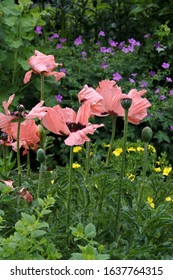 Peach Colored Poppies Floating Over A Garden Bed