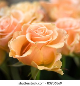 Peach Colored Roses