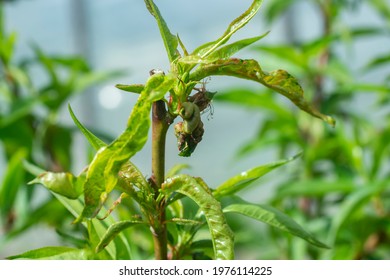 Peach Disease. Peach Leaf Curl.