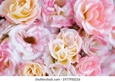 Peach Drift Cluster Flowered Roses In Bloom. San Jose Municipal Rose Garden, San Jose, California, USA.