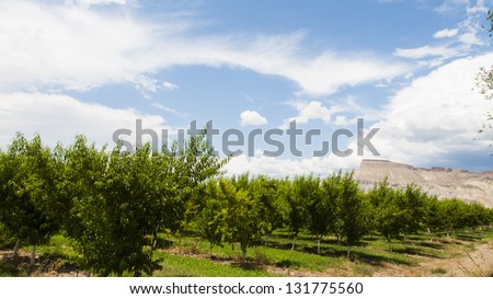 Peach farm in Palisade, Colorado.