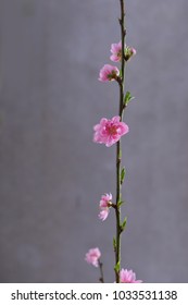 Peach flower Sakura cherry blossom isolated on gray background
