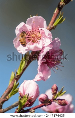 Peach flower, spring, pink, hoverfly fly, branch